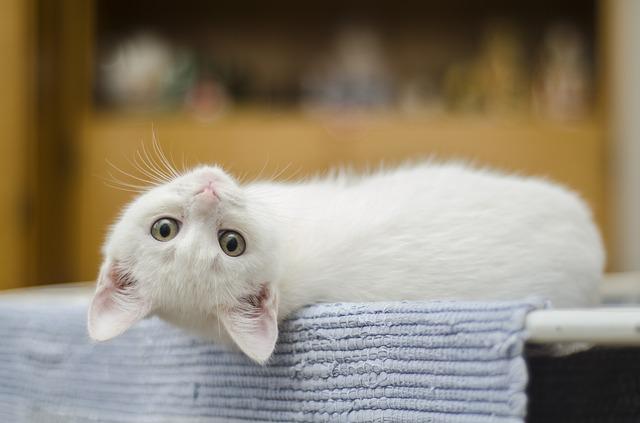 夏は熱中症に注意!猫の脱水症状を見分けるポイント
