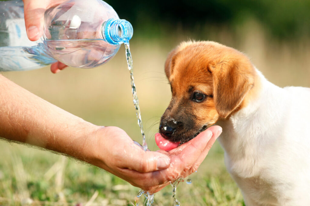 愛犬家必見！夏だけじゃない脱水症状。脱水症状の見分け方と対処法・対策を解説！