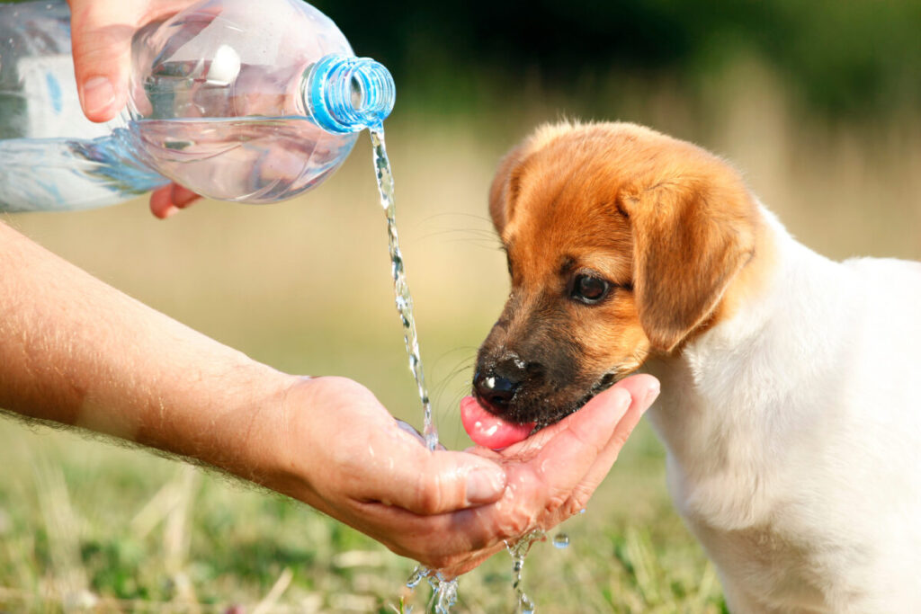 愛犬家必見!夏だけじゃない脱水症状。脱水症状の見分け方と対処法・対策を解説! 愛犬家必見!夏だけじゃない脱水症状。脱水症状の見分け方と対処法・対策を解説!