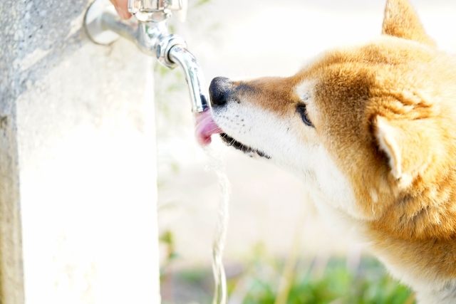 犬の脱水症状の対処法は?まずは水分補給で応急処置