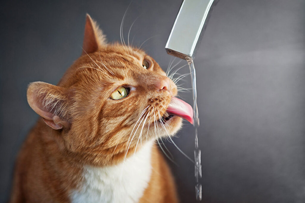猫の脱水症状が心配なときは？水分補給しやすくなる5つの工夫を紹介