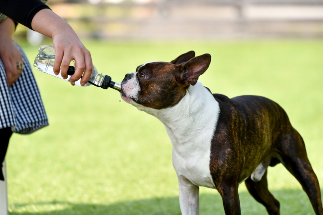 犬が脱水症状になる原因とは?環境や犬の状態を確認しよう
