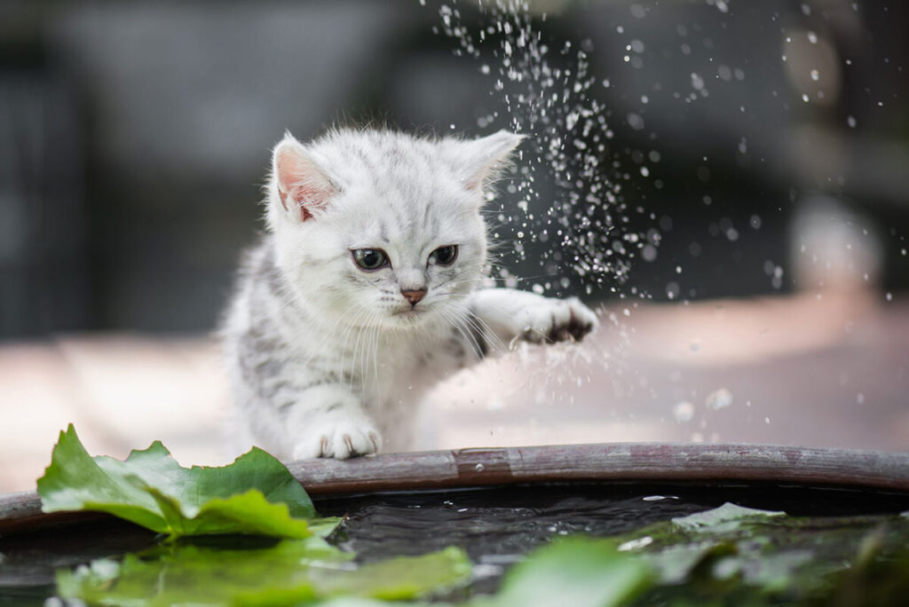 夏の脱水症状に注意！愛猫に水分を取らせるポイントを徹底公開！