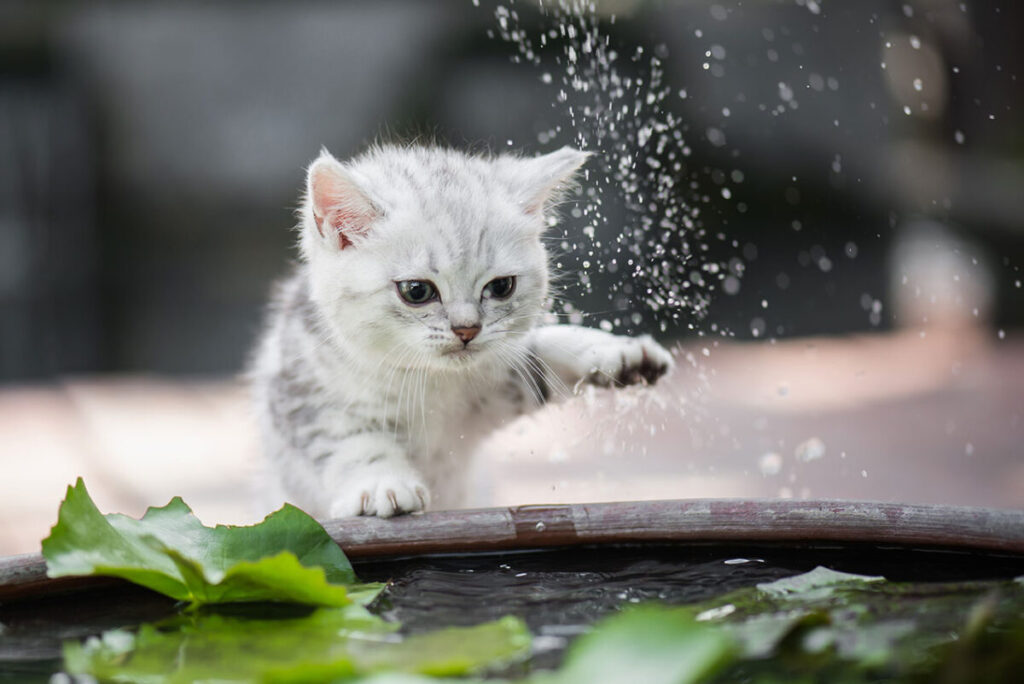 夏の脱水症状に注意!愛猫に水分を取らせるポイントを徹底公開! 夏の脱水症状に注意!愛猫に水分を取らせるポイントを徹底公開!