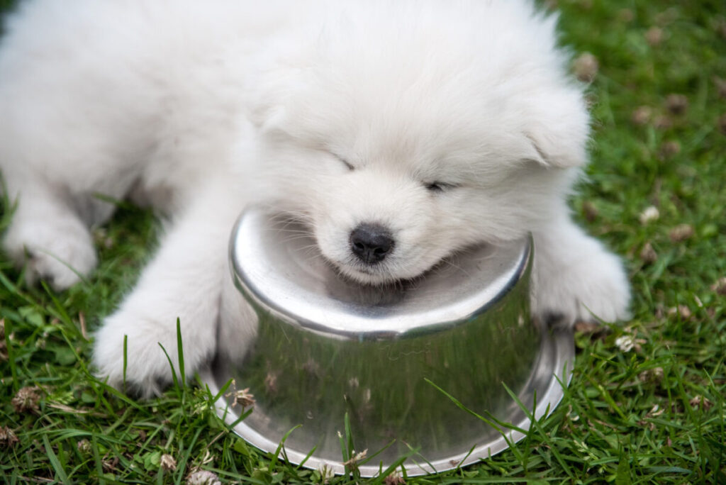 White small Samoyed puppy dog is sleeping with a bowl