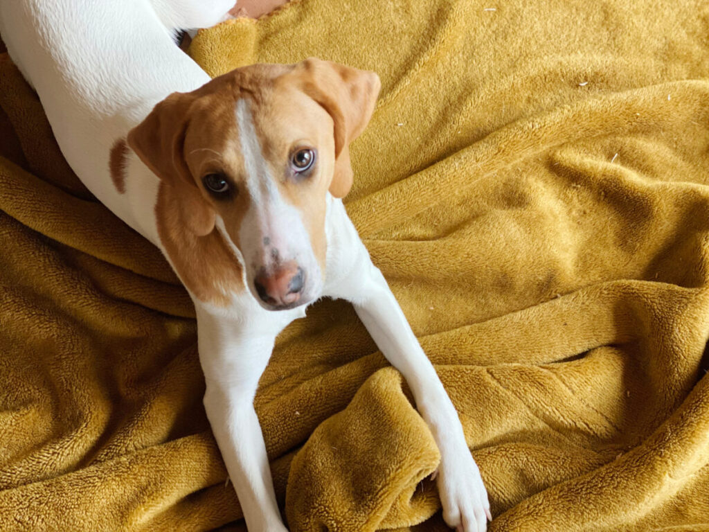 毛布の上で見上げる犬