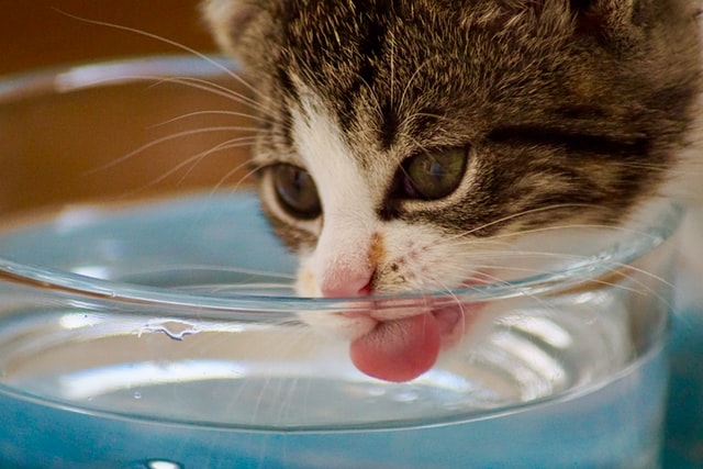 猫の脱水症状を防ぐには？日々の健康チェックが大切