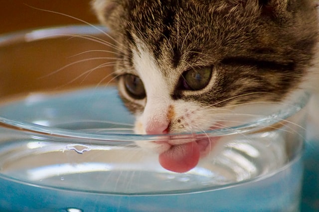 猫の脱水症状を防ぐには?日々の健康チェックが大切