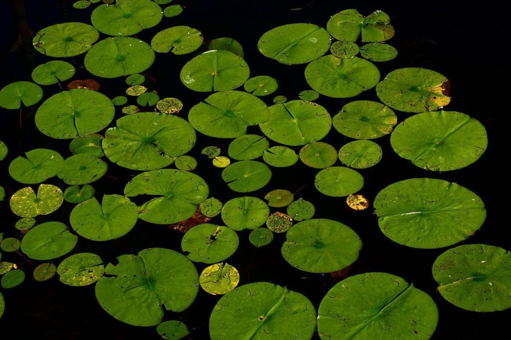 水生植物の育て方