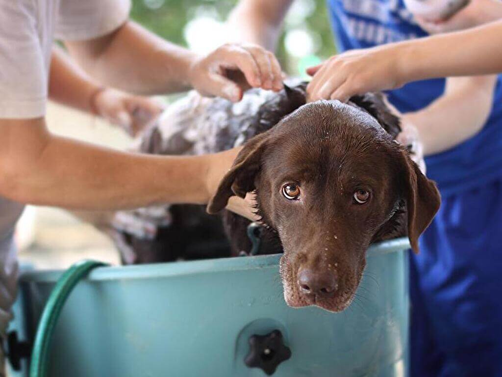 たくさんの人に洗われる大型犬