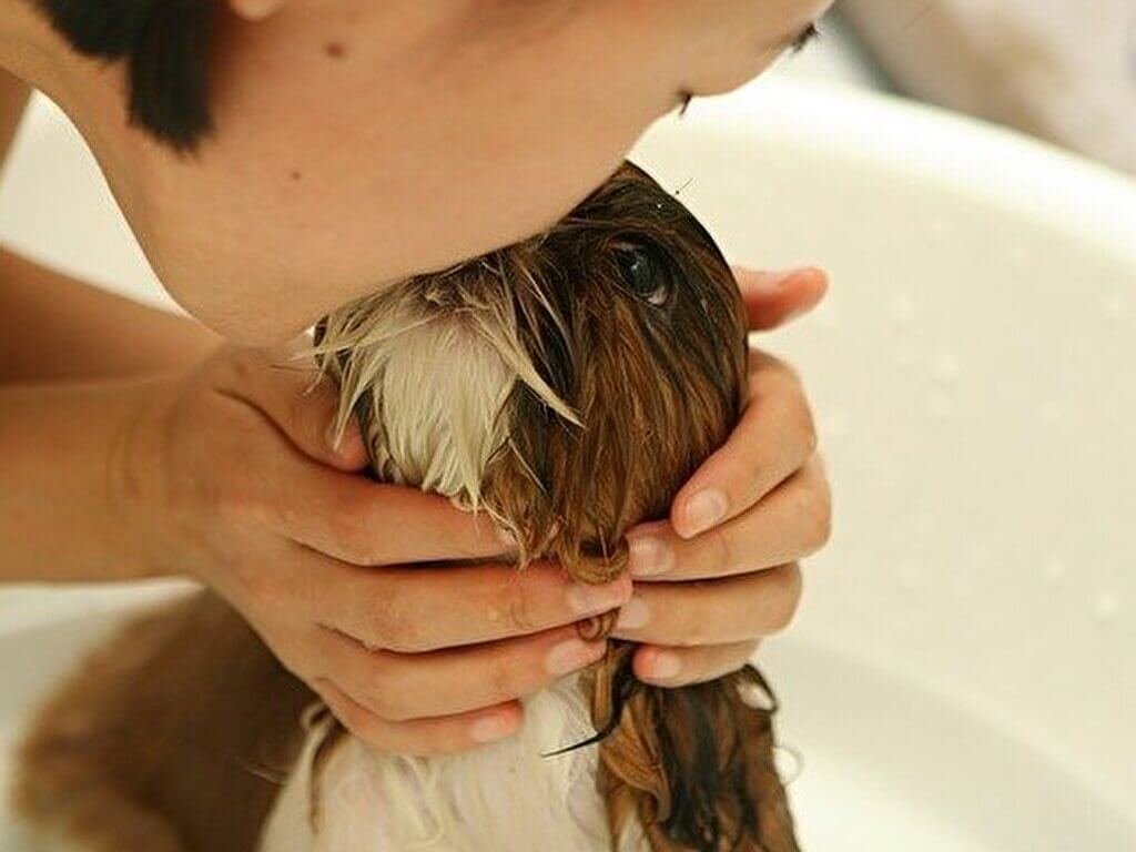 お風呂に入れる飼い主と子犬