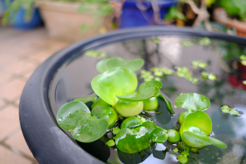 水生植物の育て方を一覧でチェック！メダカ飼育もおすすめです