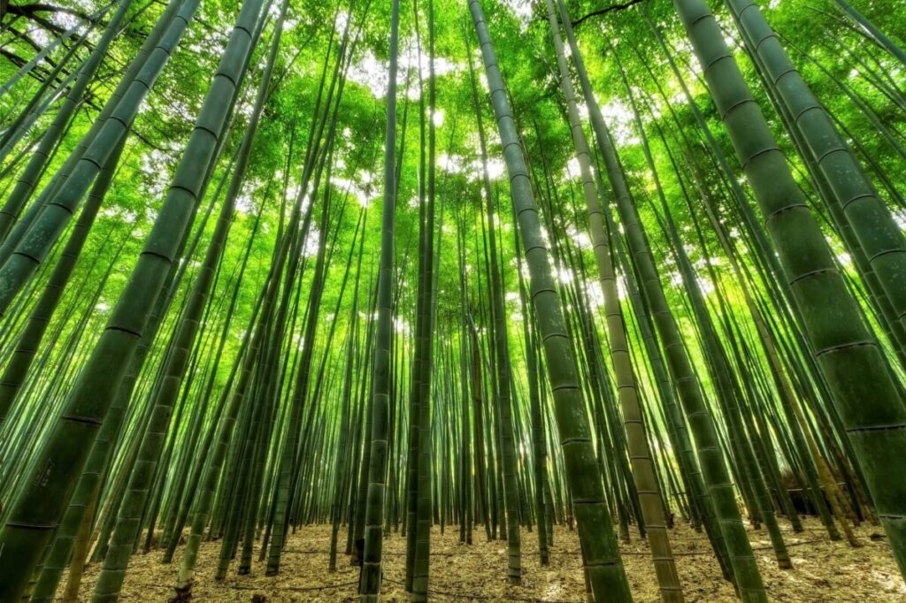 竹の画像