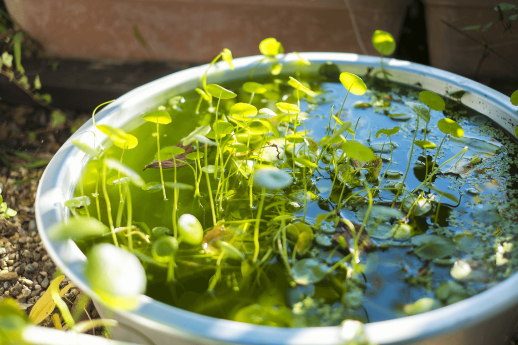 水生植物管理-