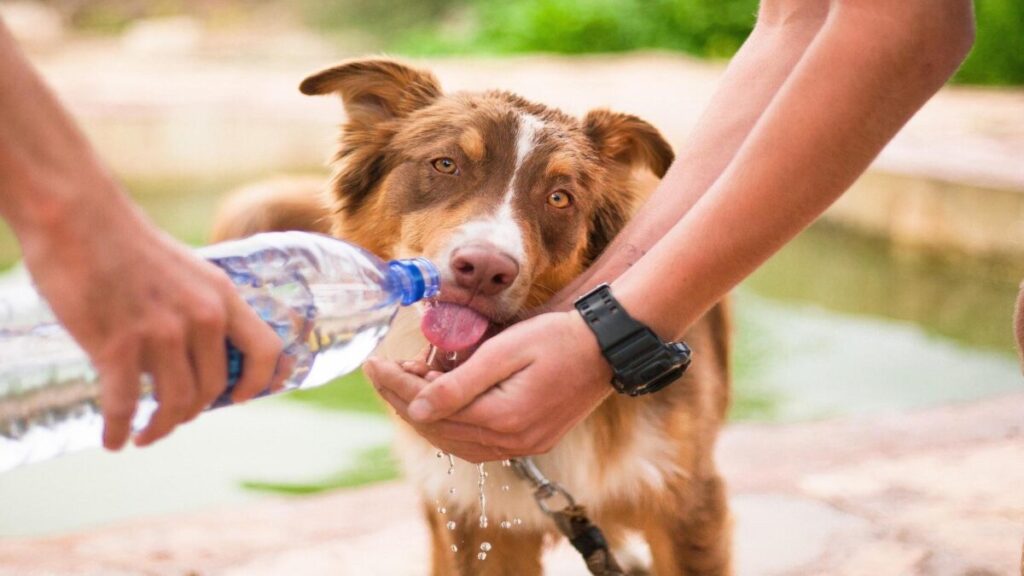 ペットにあげる水は軟水と硬水どちらがいい？軟水がいい！