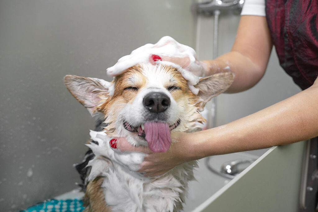 シャンプーが気持ち良さそうな犬