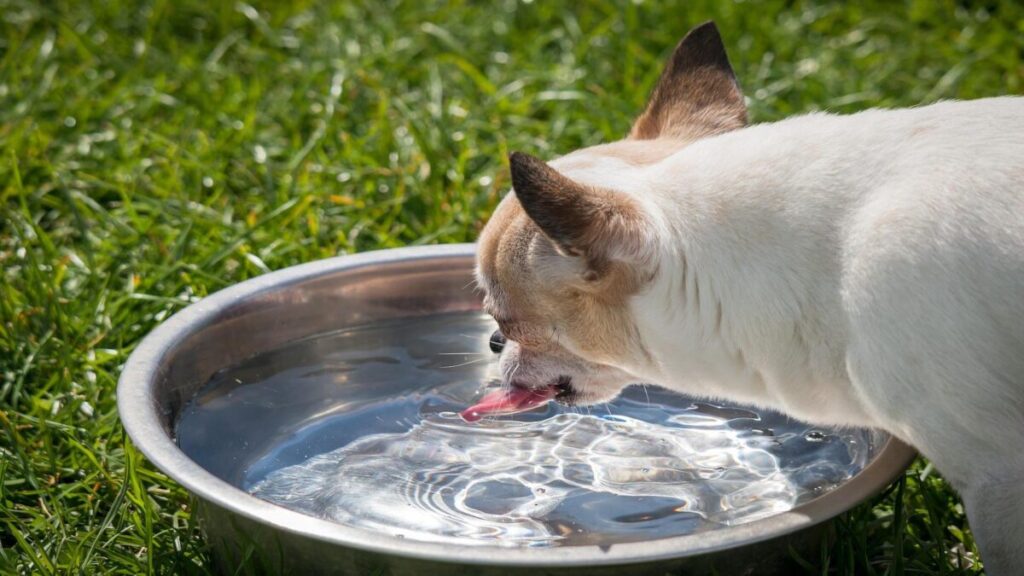 ペットが飲む水の量は？体重1kgあたり50ml〜60ml