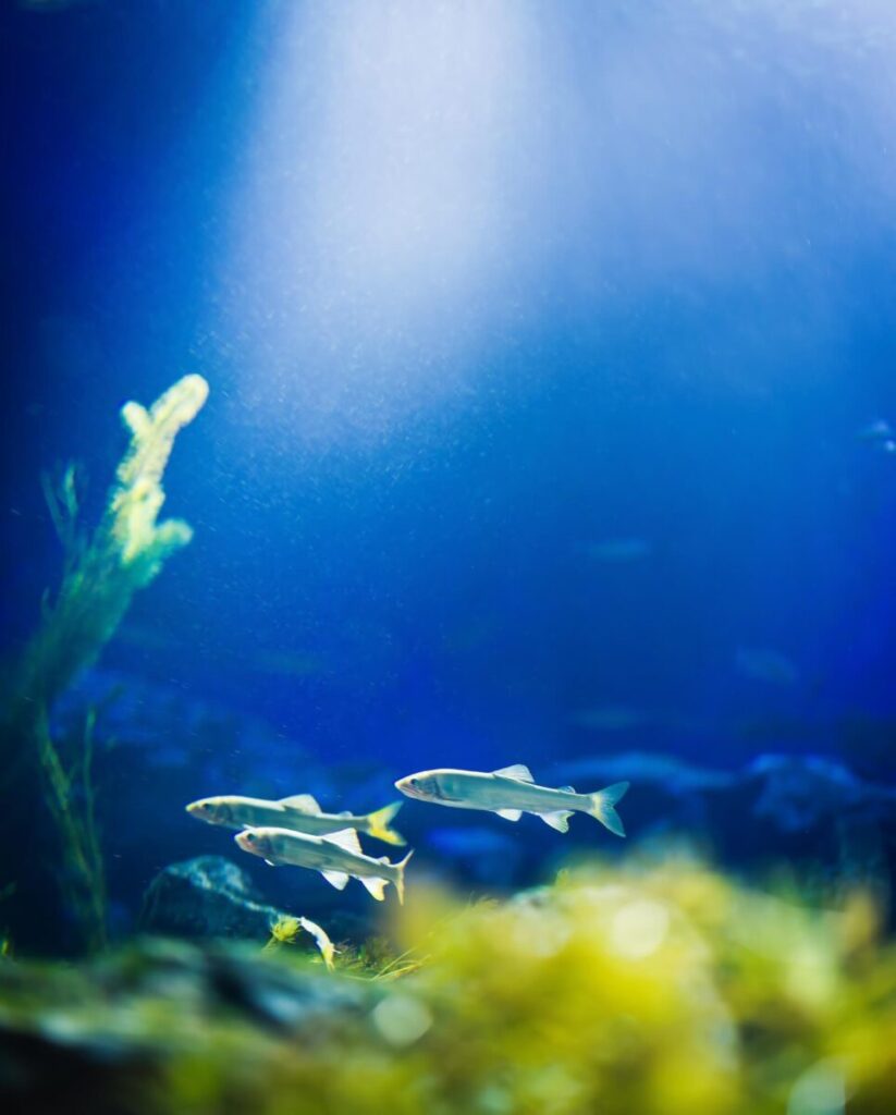 水生植物とメダカ