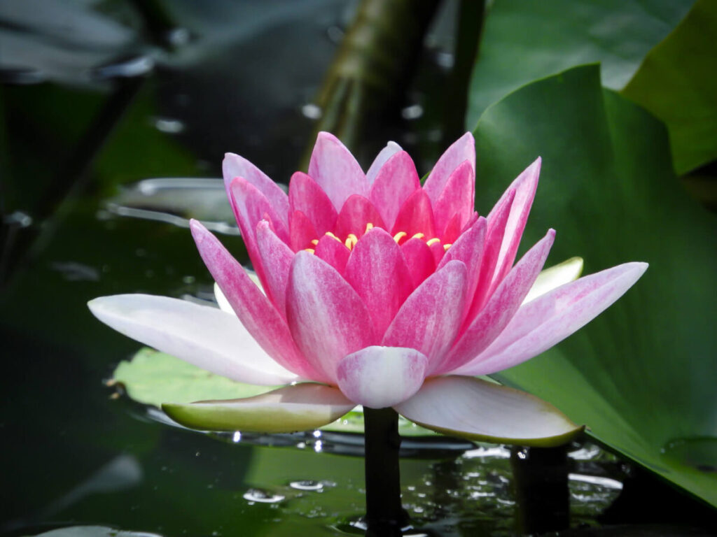 水生植物