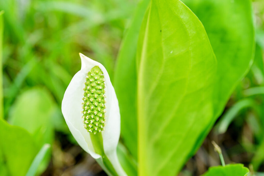 水芭蕉