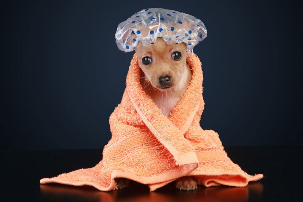 犬のお風呂の入れ方！温度、頻度、注意点など！子犬は？