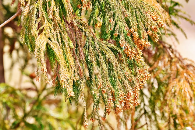 杉の花粉