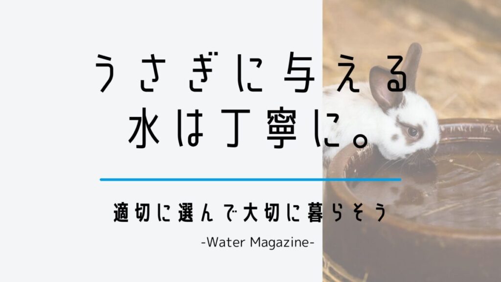 うさぎに与える水は丁寧に。適切に選んで大切に暮らそう