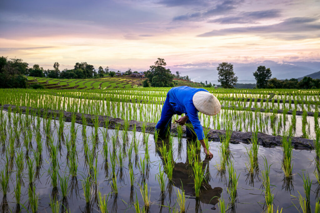 Farmers farming on rice terraces. Ban Pa Bong Piang Northern reg