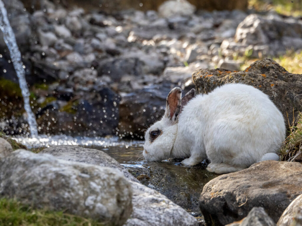 Rabbit while drinking water