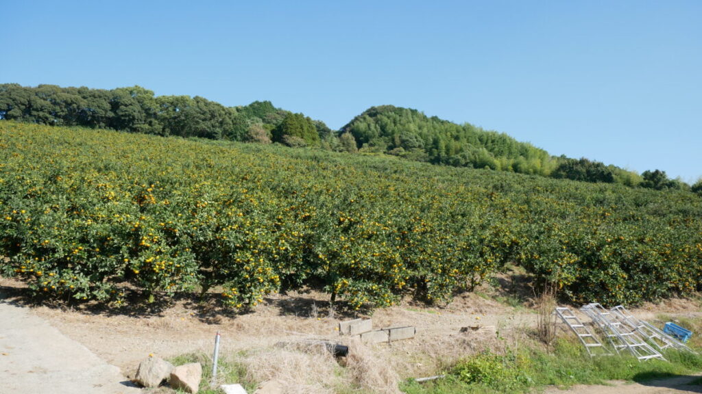 山川みかん_山全体