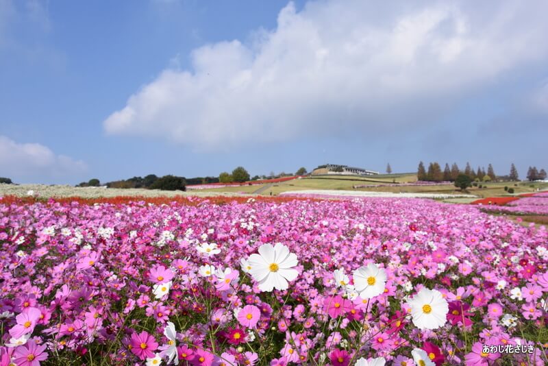 あわじ花さじき_花畑