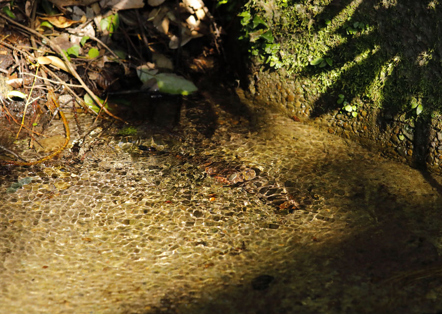 美しい榎原湧水